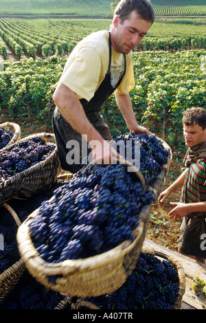 FRANKREICH BURGUND PERNAND-VERGELES WEINTRAUBE PICKER STAPELN BENATON KÖRBE MIT FRISCH GEERNTETEN PINOT NOIR TRAUBEN AUF EINEM ANHÄNGER Stockfoto