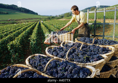 FRANKREICH BURGUND PERNAND-VERGELES ZWEI WEINLESER STAPELN BENATON KÖRBE MIT FRISCH GEERNTETEN PINOT NOIR TRAUBEN Stockfoto