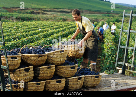 FRANKREICH BURGUND PERNAND-VERGELES WEINTRAUBE PICKER STAPELN BENATON KÖRBE MIT FRISCH GEERNTETEN PINOT NOIR TRAUBEN Stockfoto