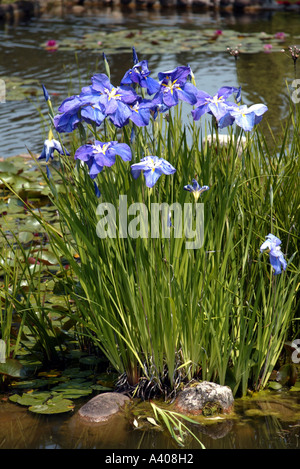 Italien Valeggio Parco Giardino Sigurta Stockfoto