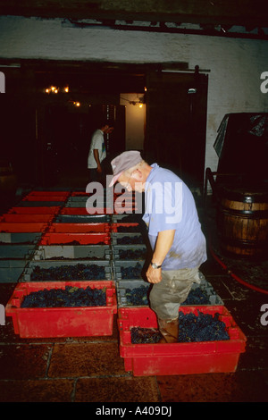 Arbeiter, die zu Fuß gehen frisch geerntete Pinot Noir Trauben, Château de Pommard Weingut, Pommard, Côte d'Or, Burgund, Frankreich, Europa Stockfoto