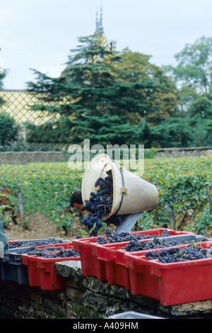 FRANKREICH-BURGUND ALOXE-CORTON-TRAUBE PICKER GIEßEN FRISCH GEERNTET PINOT NOIR TRAUBEN IN KISTE Stockfoto