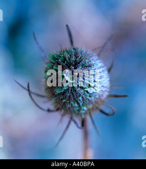 Nahaufnahme von einem Teasle West nach unten Chilbolton Hampshire England UK Stockfoto