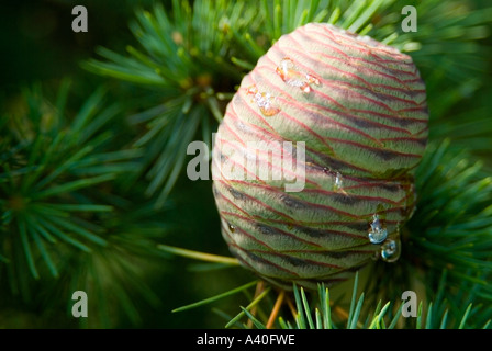 "Tränen" auf den jungen sonnenbeschienenen Fichte Kegel Stockfoto