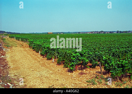 Der le Montrachet Weinberg in Chassagne und Puligny-Montrachet, Burgund Stockfoto