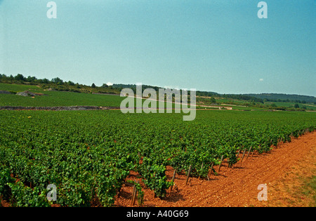 Der le Montrachet Weinberg in Chassagne und Puligny-Montrachet, Burgund Stockfoto