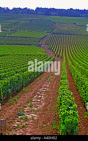 Reben in den Grand Cru Weinbergen Romanée Conti und Richebourg, La Romanée, Vosne, Bourgogne führt Stockfoto