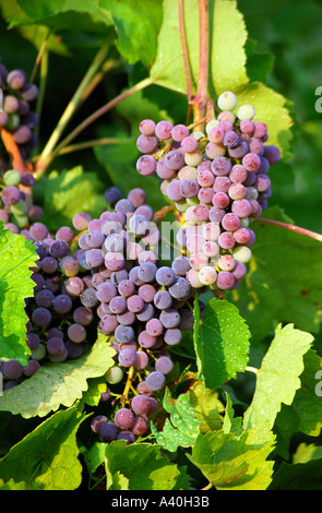 Weintraube in Burgund mit Wassertropfen Stockfoto
