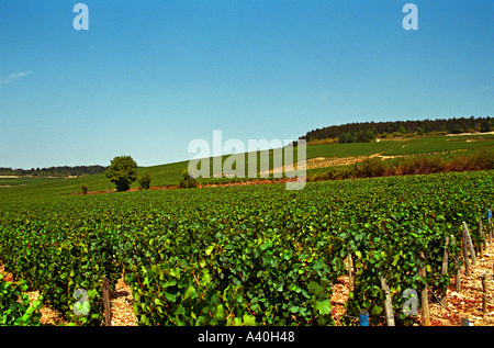 In Chablis: Les Clos und Valmur, Chablis Grands Crus Weinberge, Bourgogne Stockfoto