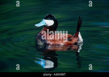 Ruddy Duck Drake in der Zucht Gefieder mit Spiegelbild im Teich. Stockfoto