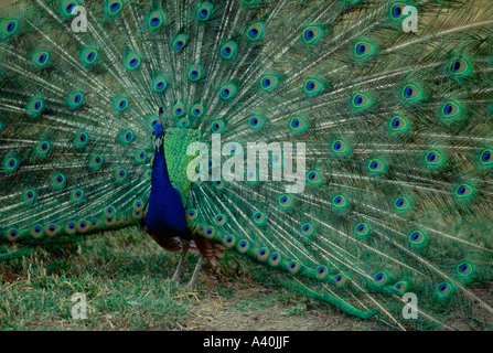 Männlicher Pfau Anzeige Zucht Gefieder im Frühjahr Stockfoto