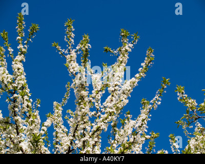 Frischen Frühling Blüte Blüte Malus Apfel oder Zierapfel Laubbaum kontrastiert eine lebendige blauen Himmel Stockfoto
