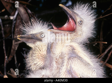 Rinderreiher Küken, Bubulcus ibis, früher Ardeola Ibis im Nest. Einer hat seinen Mund geöffnet und bettelt um Nahrung. Stockfoto