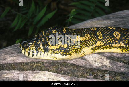 Australische Teppich Python, Teppich Python Morelia spilota Stockfoto