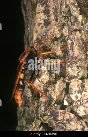 Potter Wespe Stockfoto