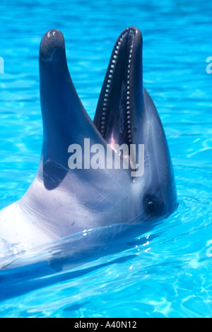 Indopazifischer großer Delfin, Tursiops Aduncus, Gefangener, offener Schnabel mit Zähnen Stockfoto