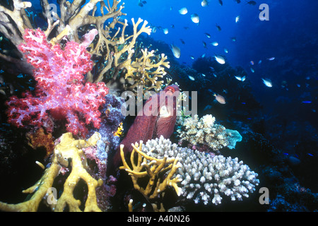 Octopus Cyanea ist eine gemeinsame große Krake, die im Laufe des Tages im Indo-Pazifik tätig ist. Stockfoto