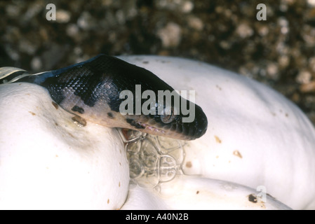 Teppich-Python, Morelia Spilota, schlüpft aus dem Ei Stockfoto