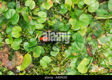 Weibliche Red Back Spider, Latrodectus hasselti Stockfoto