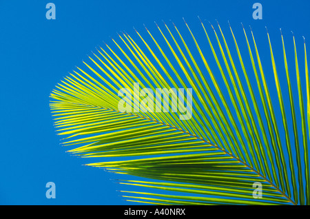 Palme am Strand der Malediven Stockfoto