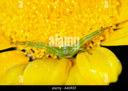 Goldrute-Krabbenspinne Misumena Vatia. Lauernden Onn Blume Stockfoto