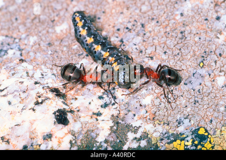 Holz-Ameisen, Formica Rufa. Zwei Arbeiter fangen eine Raupe Lepidoptera Stockfoto