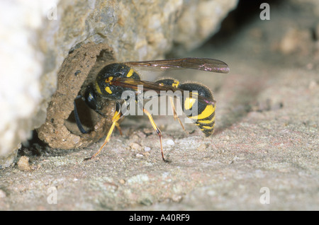 Gesundheit Potter Wasp, Eumenes coarctatus. Nestformen Schlamm machen Stockfoto