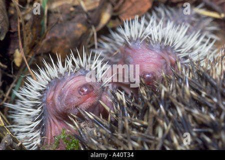 Gemeinsame Igel, Erinaceus europaeus. Zwei Kinder mit ihrer Mutter Stockfoto