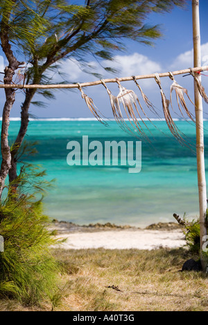 Traditionelle Methode für Tintenfische und Fische am Strand in Rodrigues "Mauritius Regionalversammlung" (kleine Insel Mauritius) trocknen Stockfoto