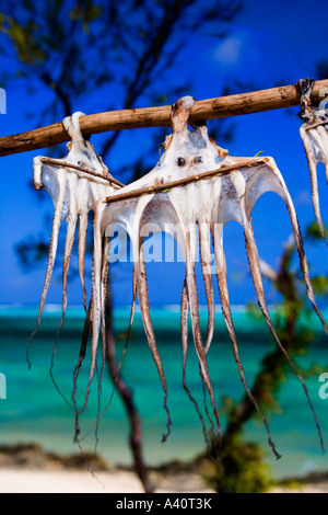 Traditionelle Methode für Tintenfische und Fische am Strand in Rodrigues, "Mauritius Regionalversammlung" (kleine Insel Mauritius) trocknen Stockfoto