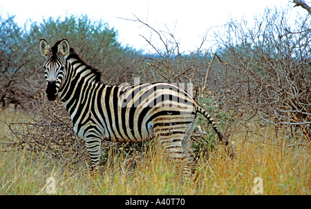 KRUGER NATIONAL PARK in Südafrika Oktober Burchell Zebra Equus Burchellii seitwärts auf nach vorne Stockfoto