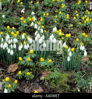 Schneeglöckchen Galanthus Nivalis und Aconites Eranthis Hyemalis im Februar Stockfoto