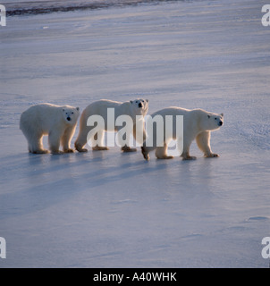 Eisbären, Ursus Maritimus, Mutter und Welpen, Cape Churchill, Kanada Stockfoto
