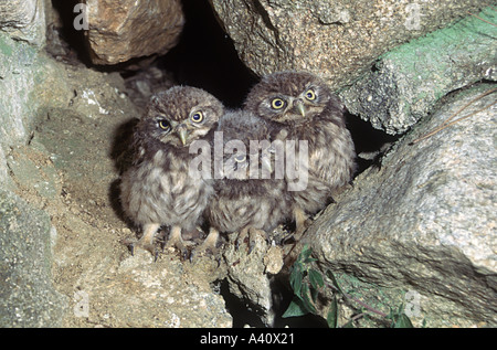 Kleine Eulen, Athene Noctua. Drei Küken Ouside das Nest am Loch Stockfoto