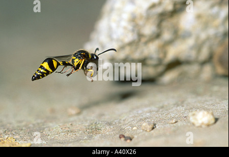 Gesundheit Potter Wasp, Eumenes coarctatus. Im Flug mit einem Stück Schlamm als Nest Stockfoto