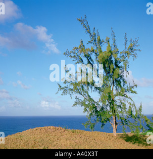 Casuarina Equisetifolia invasive Arten Stockfoto