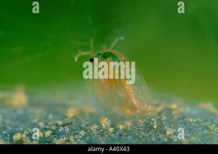 Wasserflöhe Daphnia sp. Am Teich Stockfoto, Bild 3558105 Alamy