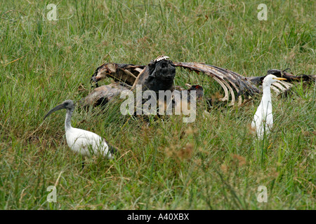 Sacred Ibis und Kuhreiher Fütterung aus Buffalo Kadaver an den Ufern des Kanals Hütte in Queen Elizabeth National Park Stockfoto