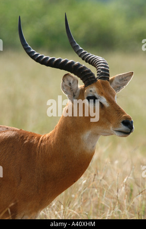 Porträt eines männlichen Uganda Kob in Queen Elizabeth National Park, Westuganda Stockfoto