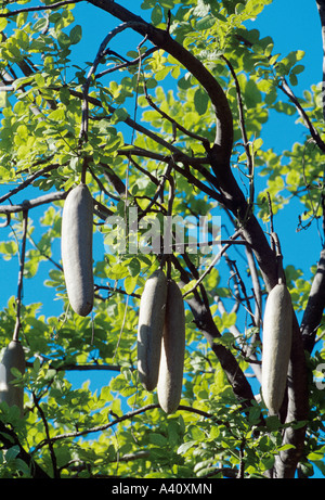 Wurst-Baum Kigelia Pinnata Früchte Stockfoto