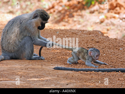 Vervet Affen zurückhaltende Baby am Schwanz Stockfoto