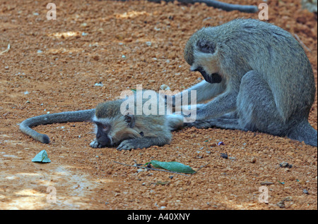 Vervet Affen Pflege baby Stockfoto