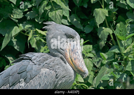 Schuhschnabel Storch Stockfoto