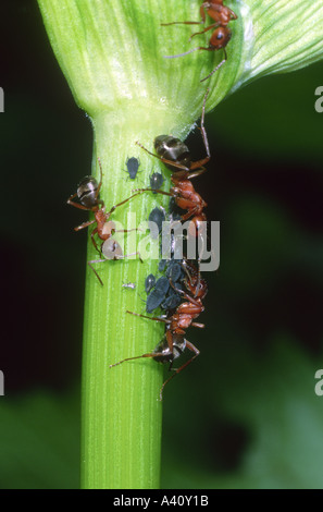 Red Ants Stacheldraht, Formica Rufibarbis. Drei Arbeiter Melken Blattläuse Kolonie auf Stamm Stockfoto