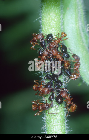 Europäische Feuerameisen, Myrmica Rubra. Arbeitnehmer, die Melken Blattläuse Kolonie auf Stamm Stockfoto