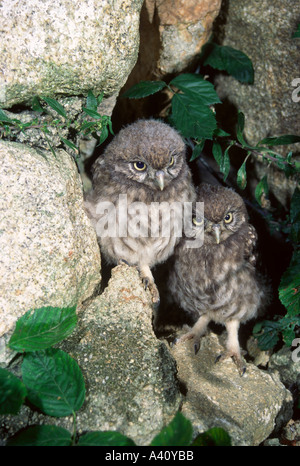 Kleine Eulen, Athene Noctua. Zwei Küken außerhalb nest Stockfoto