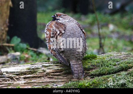 BONASA BONASIA, HASELHAHN Stockfoto