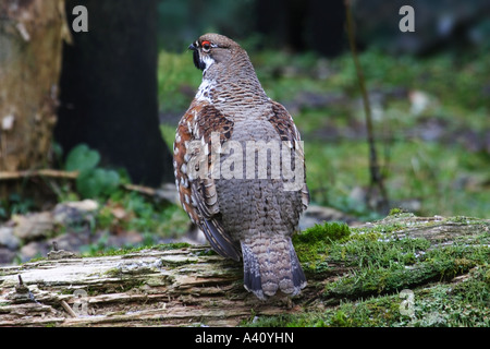 BONASA BONASIA, HASELHAHN Stockfoto