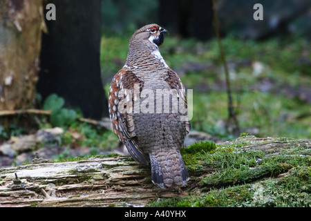 BONASA BONASIA, HASELHAHN Stockfoto