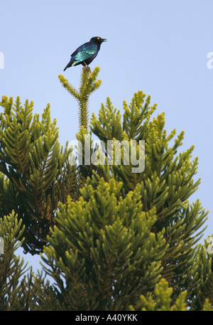 Schwarzbäuchigen glänzende Starling thront auf einem Baum Stockfoto